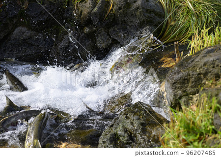 Salmon jumping upstream 96207485