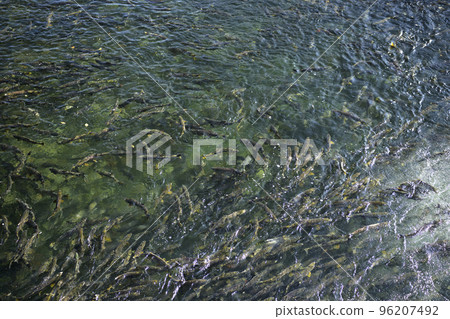 Many salmon running upstream (pseudo aerial photography) Many salmon running upstream (pseudo aerial photography) 96207492