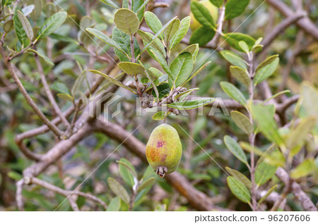 Feijo's fruit Feijo's fruit 96207606
