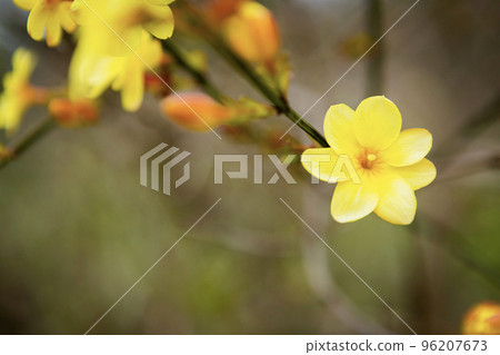 Huangmei flower close-up 96207673