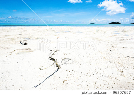 Driftwood washed up on a white sandy beach looks like a living thing 96207697