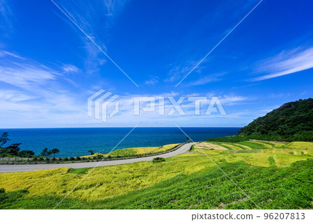 Early autumn in Shiroyone Senmaida with ears of rice 96207813