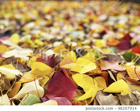 秋葉下落的葉子Nankinhase 96207914
