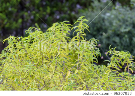 Lemon verbena with a refreshing scent similar to lemon. Lemon verbena with a refreshing scent similar to lemon. 96207933