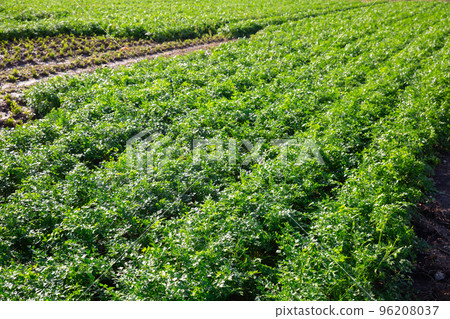 Young parsley growing on farm field 96208037