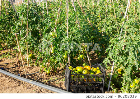 Green tomatoes on bushes and box with harvested vegetables 96208039