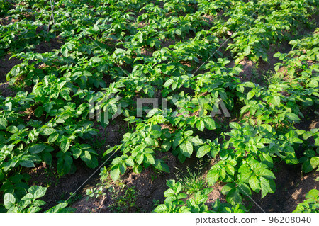 Potatoes growing on plantation 96208040