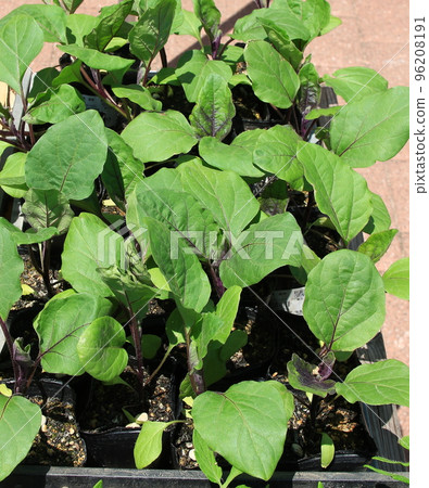 Snow flower seedlings Snow flower seedlings 96208191