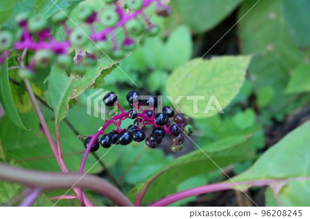 生長在森林秋天天風景的野生商陸果子 96208245