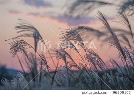 Susuki illuminated by the sunset 96209105