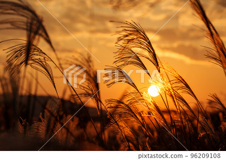 Susuki illuminated by the sunset Susuki illuminated by the sunset 96209108