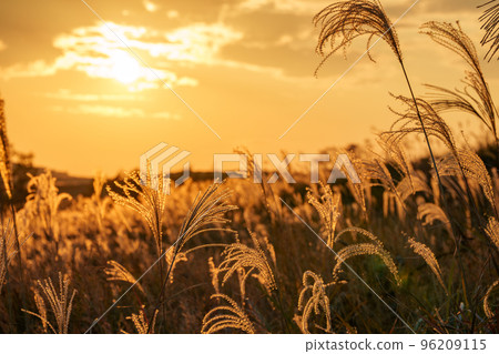 Susuki被日落照亮 Susuki被日落照亮 96209115