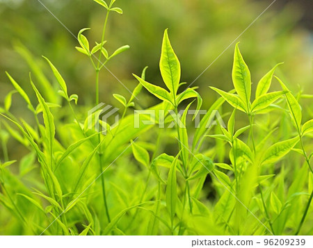 Wakaba of southern 96209239