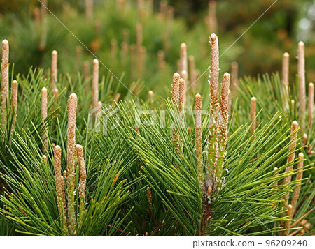 Red pine green 96209240