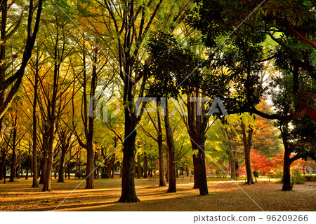 東京代代木公園秋葉銀杏光束 96209266