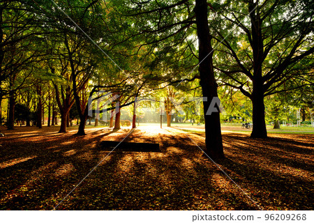 Tokyo Yoyogi Park autumn leaves ginkgo light beam 96209268