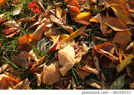 Autumn leaves fallen leaves 96209535