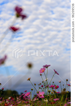 Cosmos field and autumn sky 96209536