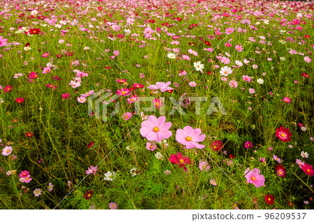 Cosmos field in full bloom 96209537
