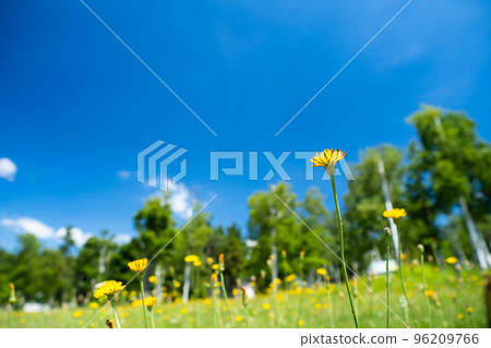 yellow flowers of dandelion in the meadow yellow flowers of dandelion in the meadow 96209766