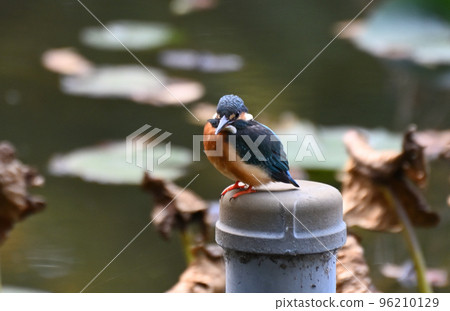 City kingfisher City kingfisher 96210129