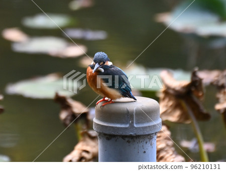 City kingfisher City kingfisher 96210131