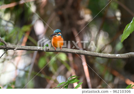 City kingfisher 96210306