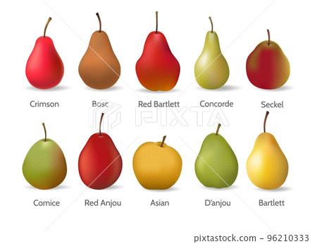 Pears varieties illustration 96210333