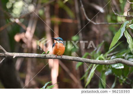City kingfisher 96210393