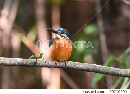 City kingfisher 96210394