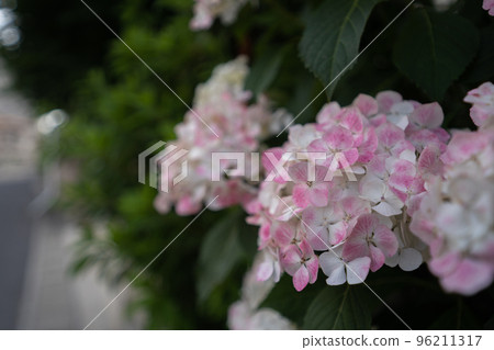 城市的繡球花在雨季開始變色 城市的繡球花在雨季開始變色 96211317