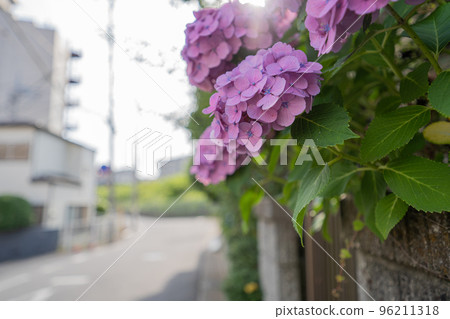 雨季路邊盛開的繡球花 96211318