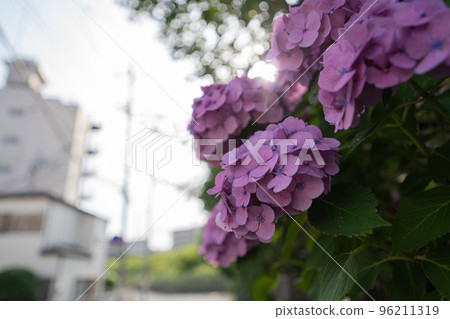 開花在路旁的八仙花屬 96211319