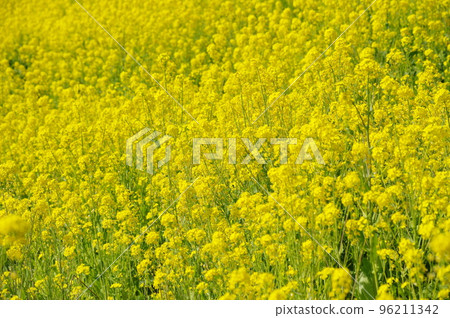 強姦在盛開的花田 強姦在盛開的花田 96211342