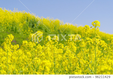 Blooming rape blossoms 96211429