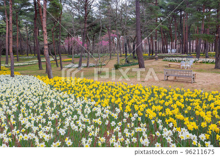 Beautiful Narcissus jonquilla blossom in the seaside park 96211675