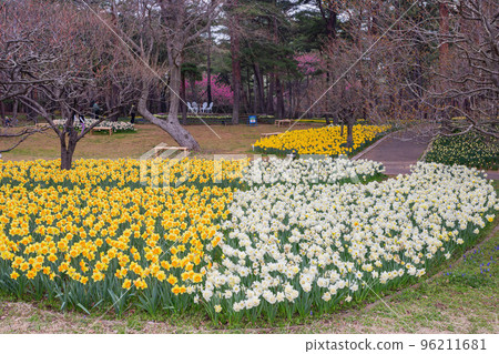 Beautiful Narcissus jonquilla blossom in the seaside park 96211681