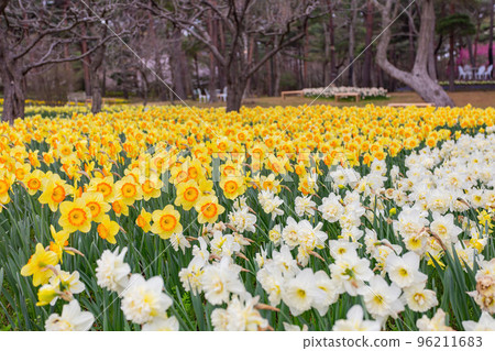 Beautiful Narcissus jonquilla blossom in the seaside park 96211683