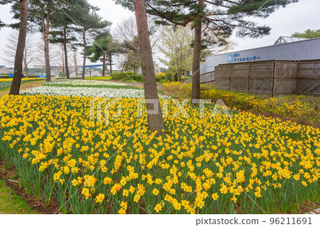 Beautiful Narcissus jonquilla blossom in the seaside park 96211691