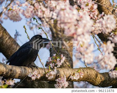 Close up shot of a raven with cherry blossom in the Kairakuen 96211878