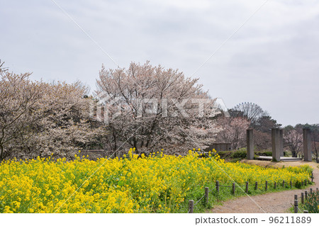 Beautiful Rapeseed blossom in the seaside park Beautiful Rapeseed blossom in the seaside park 96211889