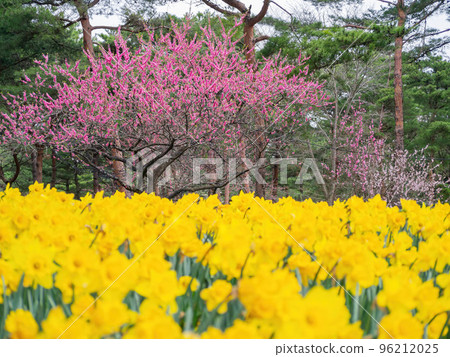 Beautiful Narcissus blossom in the seaside park Beautiful Narcissus blossom in the seaside park 96212025