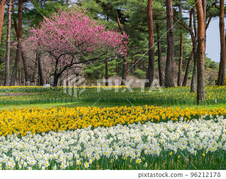 Beautiful Narcissus jonquilla blossom in the seaside park 96212178