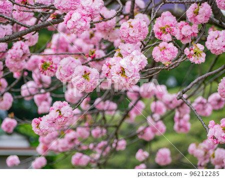 Close up shot of Fuji cherry blossom 96212285