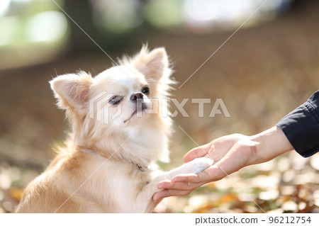 一隻奶油色長毛吉娃娃在枯葉上撫摸它的主人 96212754