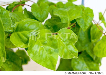 Yunnan medicine 96212826