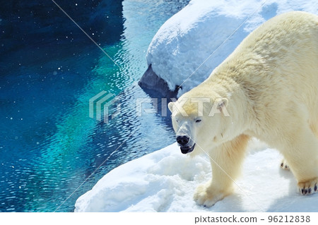 Sapporo Maruyama Zoo Polar Bear Pavilion 96212838