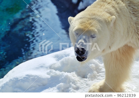 Sapporo Maruyama Zoo Polar Bear Pavilion 96212839
