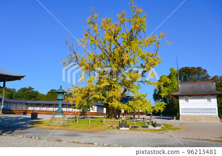不結果實的銀杏 高岡正光寺七大奇蹟 高岡市大銀杏 不結果實的銀杏 高岡正光寺七大奇蹟 高岡市大銀杏 96213481