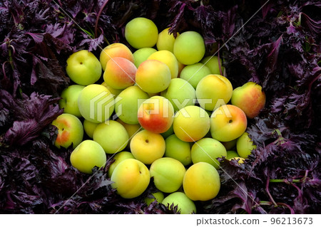 梅干製作、南光梅和紅紫蘇 96213673